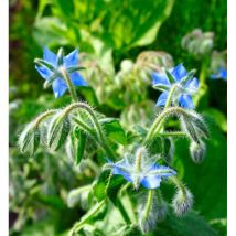 Bourrache officinale