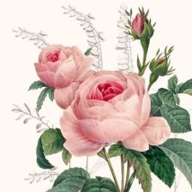 Braun & Company Servietten Motiv Wonderful Rose 33 X 33 Cm, 20er Pack