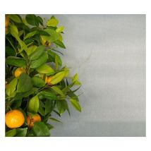 Brise-Vue de Couleur - 1 x 5m Gris