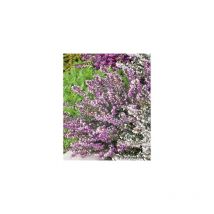 Bruyere d'hiver erica rose - 3 godets - à découvrir