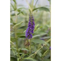 Buddleja davidii 'Empire Blue' 5L 60- 100