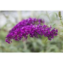 Buddleja davidii 'Royal Red' 7,5 100- 125