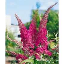 Sonstige - Buddleja davidii 'Summer Beauty' Sol c 7,5 80-100