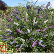 Buddleja Tricolour 2 Litre Potted Plant x 1