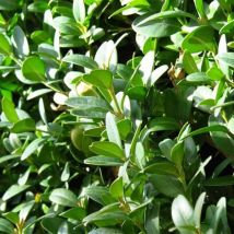 Buis Commun (Buxus Sempervirens)