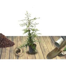 Buisson ardent Red Collumn/Pot de 3L