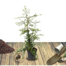 Clematite.net - Buisson ardent Soleil d'Or/Pot de 7,5L