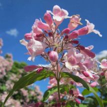 Buisson de Beauté 'Pink Cloud' (Kolkwitzia Amabilis)
