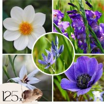 Mélange de bulbes pour le jardin - Set de 125 - Bleu