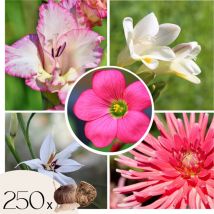Plant In A Box - Mélange de bulbes pour le jardin - Set de 250 - Dahlia Gladiolus Freesia Oxalis