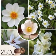 Plant In A Box - Mélange de bulbes pour le jardin - Set de 250 - Anemone Allium Gladiolus Dahlia
