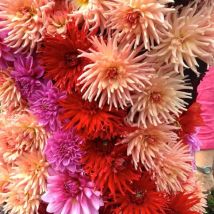 Bulbe de Dahlia cactus en mélange/Sachet de 4 bulbes