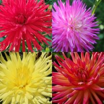Bulbe de Dahlia dentelle en mélange/Sachet de 4 bulbes