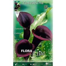 Bulbi primaverili calla zantedeschia cantor confezione da 1 bulbo bulbs
