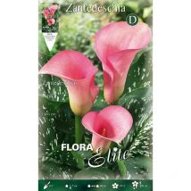 Bulbi primaverili calla zantedeschia rosa confezione da 1 bulbo bulbs