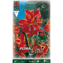 Bulbi primaverili canna dwarf lucifer confezione da 1 bulbo bulbs bulbes