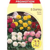Bulbi primaverili dahlia da bordura decorative in mix confezione da 5 bulbi bulbs