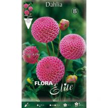 Bulbi primaverili dahlia pompon franz kafka confezione da 1 bulbo bulbs bulbes