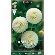 Bulbi primaverili dahlia pompon snowflake confezione da 1 bulbo bulbs bulbes