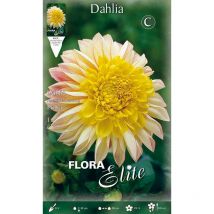 Bulbi primaverili dalia fior di anemone polka confezione da 1 bulbo bulbs