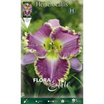 Bulbi primaverili hemerocallis darla anita confezione da 1 bulbo bulbs bulbes