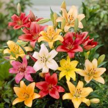 Bulbi primaverili lilium asiatic nani mix confezione da 10 bulbi bulbs bulbes
