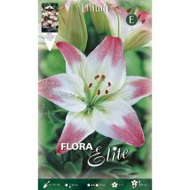 Bulbi primaverili lilium asiatici rosa & bianco confezione da 2 bulbi bulbs