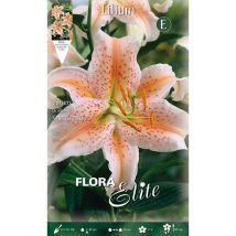 Bulbi primaverili lilium oriental salmon star confezione da 2 bulbi bulbs