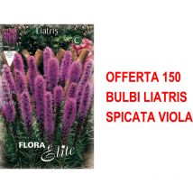 Bulbi primaverili offerta 150 bulbi liatris spicata viola bulbs