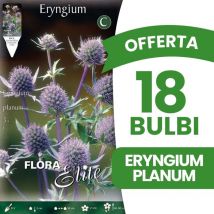Bulbi primaverili offerta 18 bulbi eryngium planum bulbs bulbes