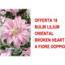 Bulbi primaverili offerta 18 bulbi lilium oriental broken heart a fiore doppio bulbs
