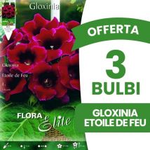 Bulbi primaverili offerta 3 bulbi gloxinia etoile de feu bulbs