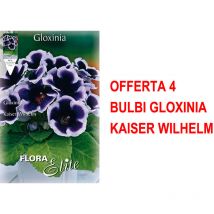 Bulbi primaverili offerta 4 bulbi gloxinia kaiser wilhelm bulbs