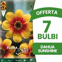 Bulbi primaverili offerta 7 bulbi dalia mignon sunshine bulbs bulbes