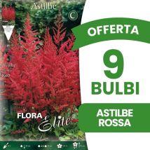 Bulbi primaverili offerta 9 bulbi astilbe rossa bulbs bulbes