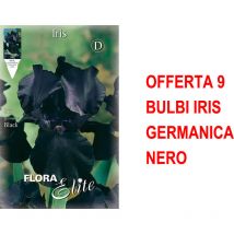 Bulbi primaverili offerta 9 bulbi iris germanica nero bulbs bulbes