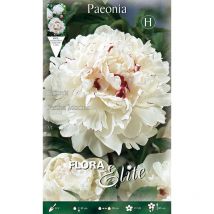 Bulbi primaverili paeonia festiva maxima confezione da 1 bulbo bulbs peonia