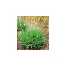 Bulbine frutescens fiore di serpente vaso 15cm foto reali