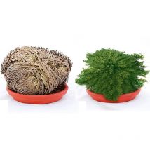 Rosa di jericho 1 pianta jerico gericho gerico salaginella lwpidophylla deserto