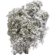 3585 Frühling Weiß, Blühend - Busch