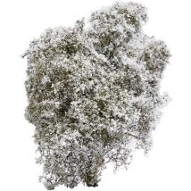 3585 Cespuglio primavera Bianco, Fiorente - Busch