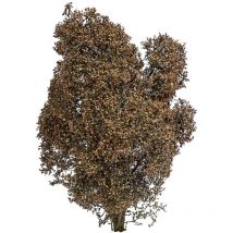 3590 Cespuglio 150 mm Autunno - Busch