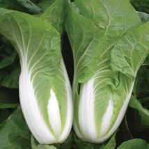 Thompson&morgan - Cabbage chinese Natsuki F1 Hybrid 1 Seed Packet (30 Seeds)