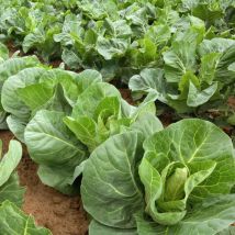 Cabbage Marques F1 1 Seed Packet