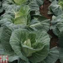 Thompson&morgan - Cabbage Tantour F1 1 Seed Packet (45 Seeds)