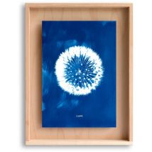 Swabdesign - Cadre Carpë cyanotype Pissenlit 40x30cm Bleu