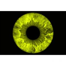 Dare Win Store - Cadre décoratif mural iris 50x50 cm