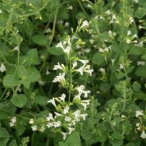 Calament sylvestre Menthe/Godet - Blanche