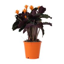 Calathée - Calathea crocata 'Tassmania' - Hauteur 40-50cm - 14cm