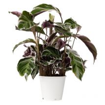 Calathée - Calathea Lietzei 'White Fusion' - Hauteur 30-40cm - 14cm